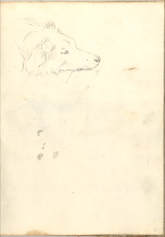 Head of a Dog (Smaller Italian Sketchbook, leaf 35 recto) MET DP269443