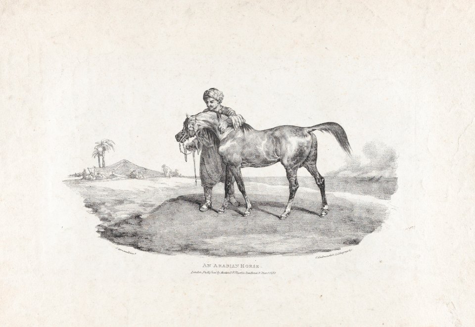 An Arabian Horse MET DP874629
