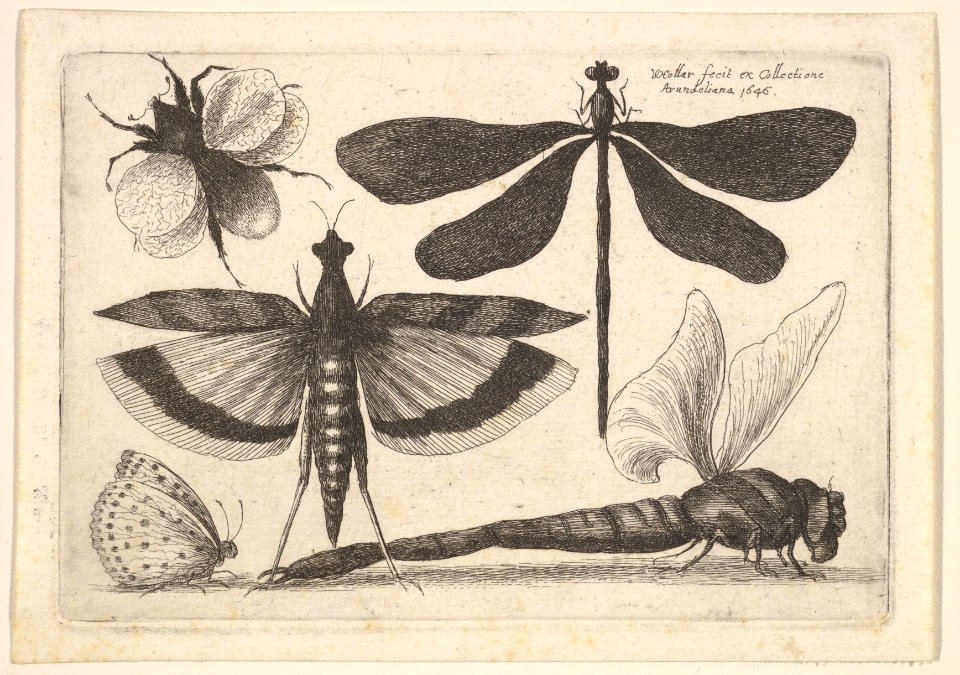 Dragonflies and a bumble bee MET DP823961