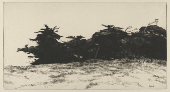 Cypress Wall MET DP845710