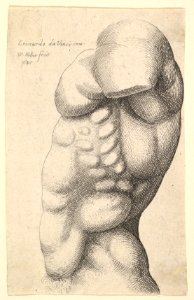 Male torso from neck to hip in profile to left MET DP823727