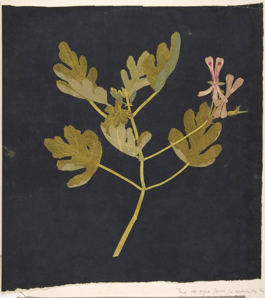 Botanical Study MET DP801159