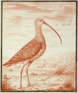 Curlews and Ducks MET DT7863