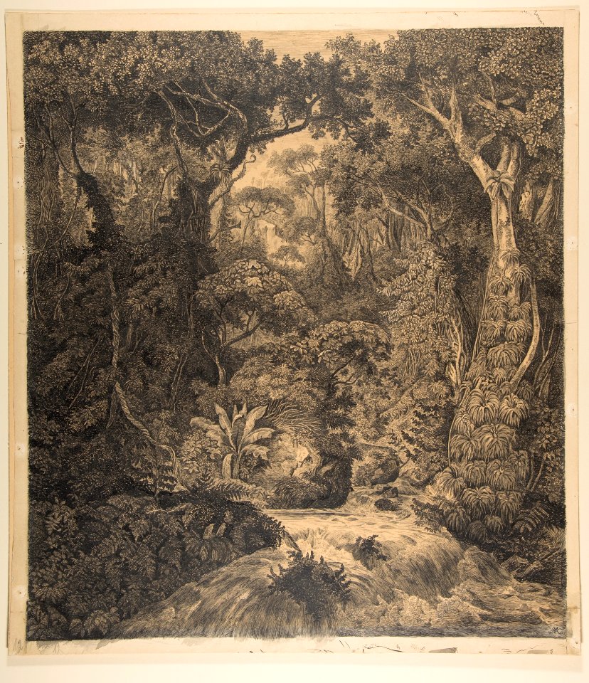 Ceylonese Jungle MET DP816828