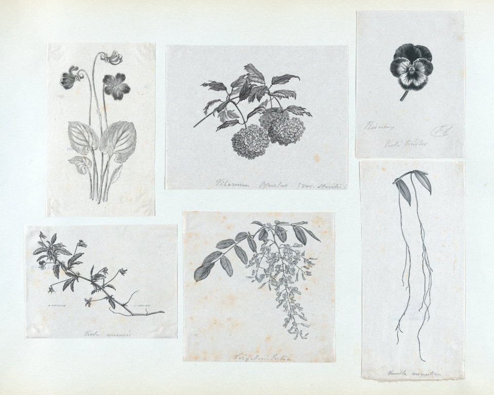 Botanical illustration- Vanilla aromatica MET DP875308