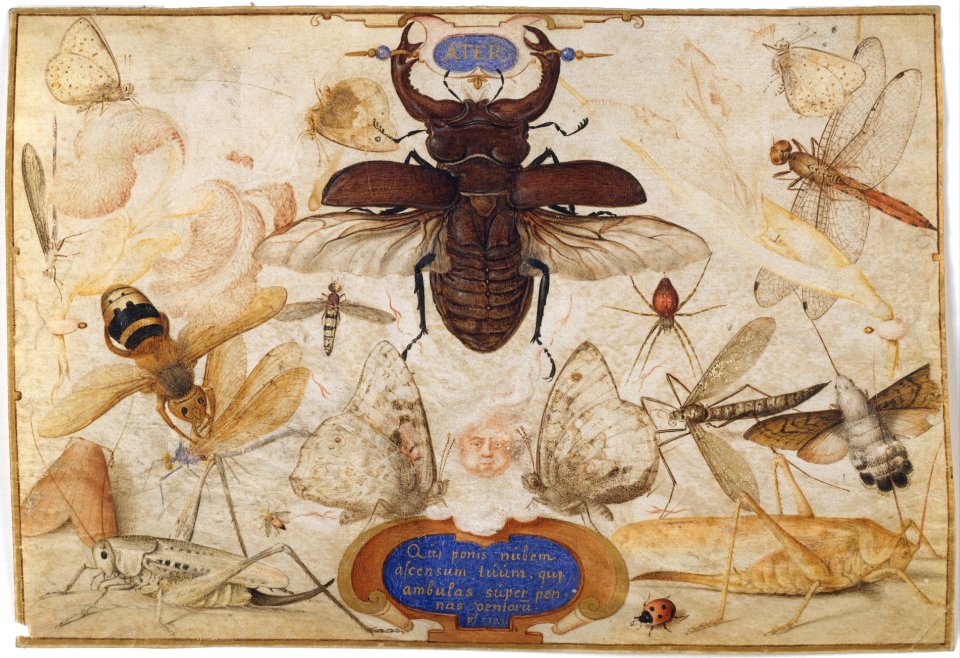Insects and the Head of a Wind God MET DT4608