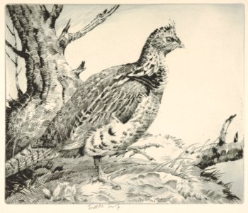 Ruffled Grouse MET DP832891