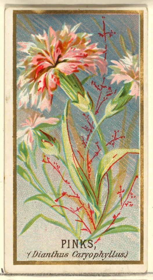 Pinks (Dianthus Caryophyllus), from the Flowers series for Old Judge Cigarettes MET DP822019