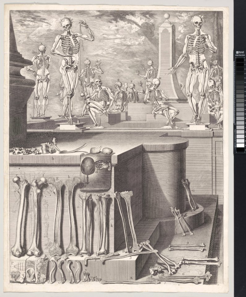 Plate for the ‘Atlas Anatomico’ (unpublished) MET DP-13372-083