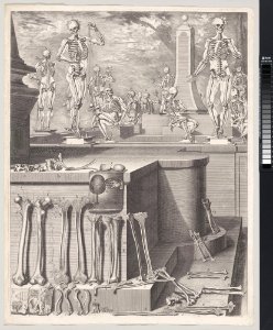 Plate for the ‘Atlas Anatomico’ (unpublished) MET DP-13372-083