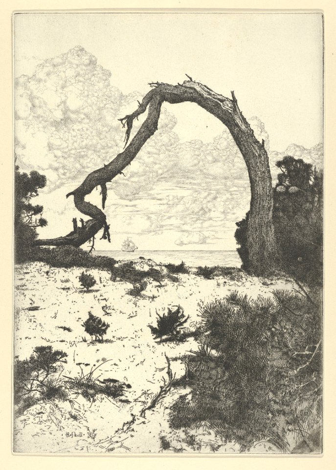 Pine Arch MET DP846886
