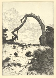 Pine Arch MET DP846886