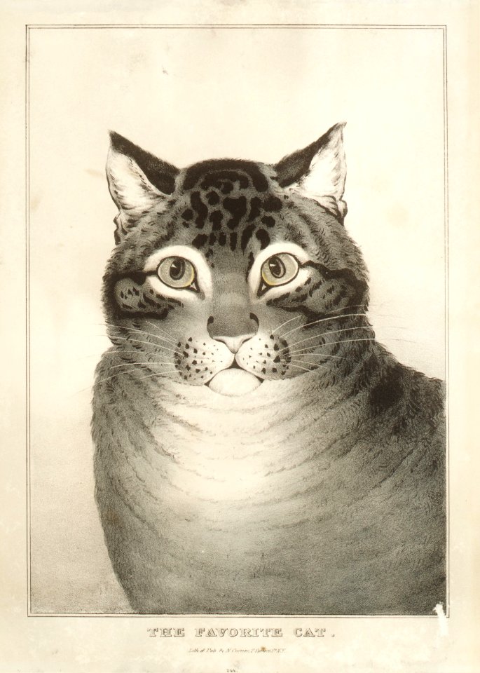 The Favorite Cat MET DR52