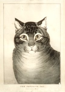 The Favorite Cat MET DR52
