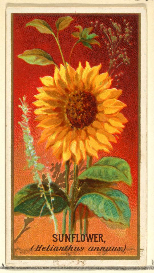 Sunflower (Helianthus annuus), from the Flowers series for Old Judge Cigarettes MET DP822032