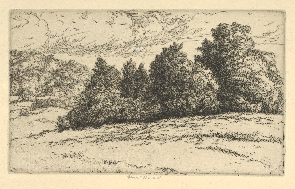 Meadow Trees MET DP845692