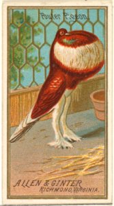 Pouter Pigeon, from the Birds of America series (N4) for Allen & Ginter Cigarettes Brands MET DP828720