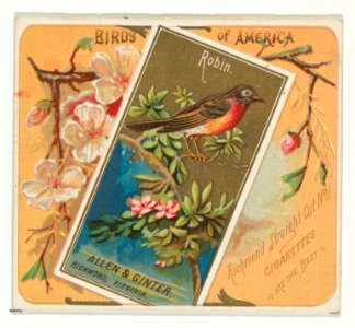 Robin, from the Birds of America series (N37) for Allen & Ginter Cigarettes MET DP838993