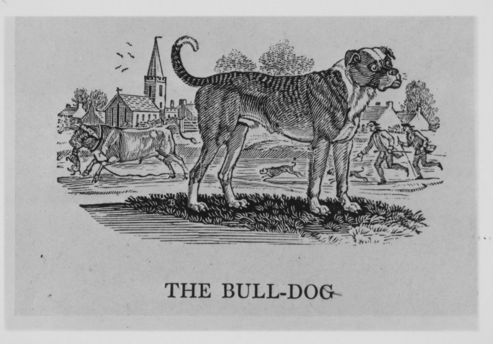 Quadrupeds MET MM9846