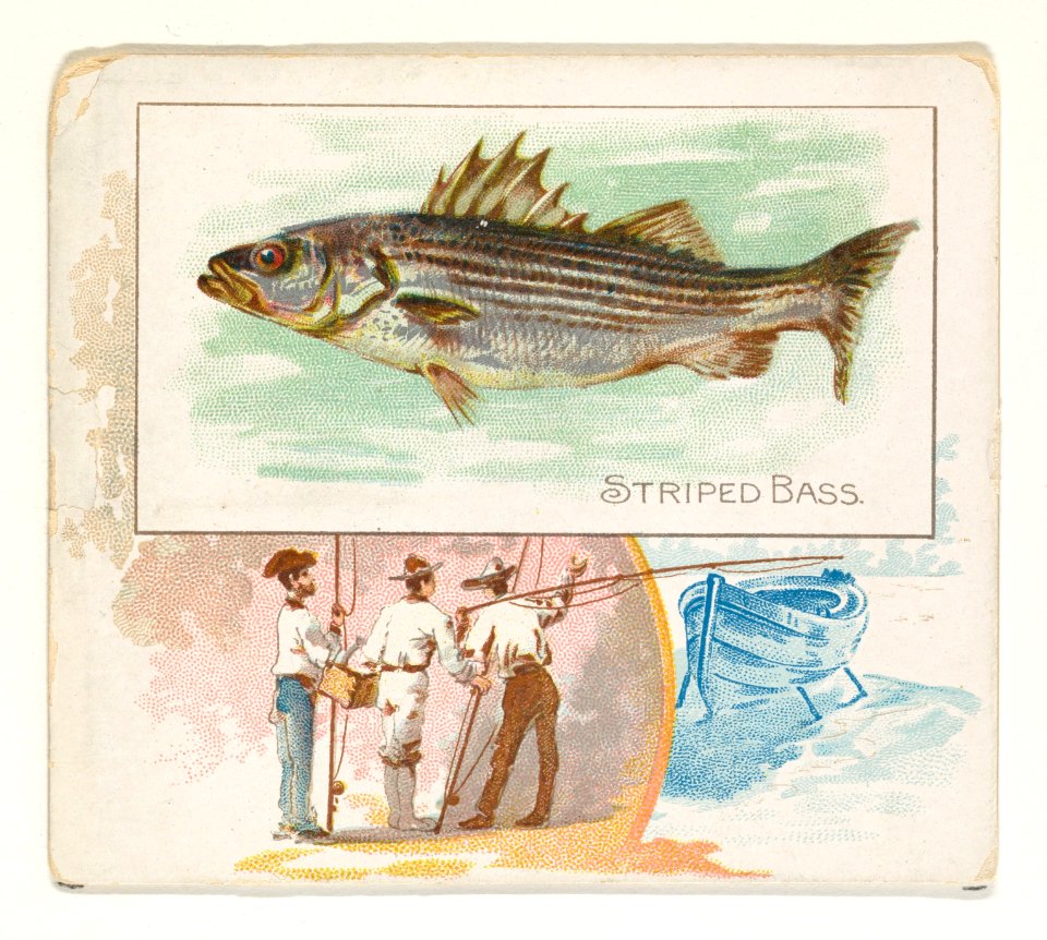 Striped Bass, from Fish from American Waters series (N39) for Allen & Ginter Cigarettes MET DP839118