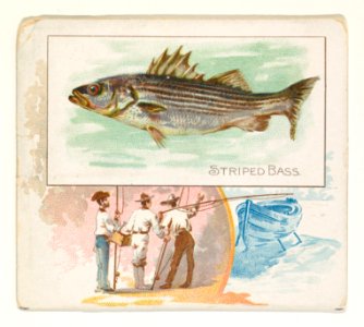 Striped Bass, from Fish from American Waters series (N39) for Allen & Ginter Cigarettes MET DP839118