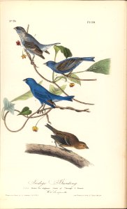 The Birds of America from Drawings Made in the United States MET DP245258