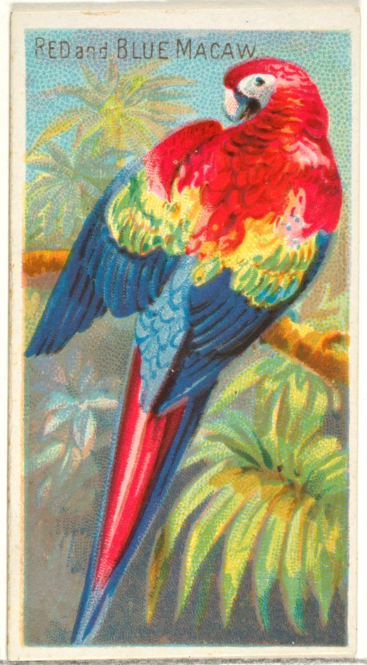 Red and Blue Macaw, from the Birds of the Tropics series (N5) for Allen & Ginter Cigarettes Brands MET DP829164