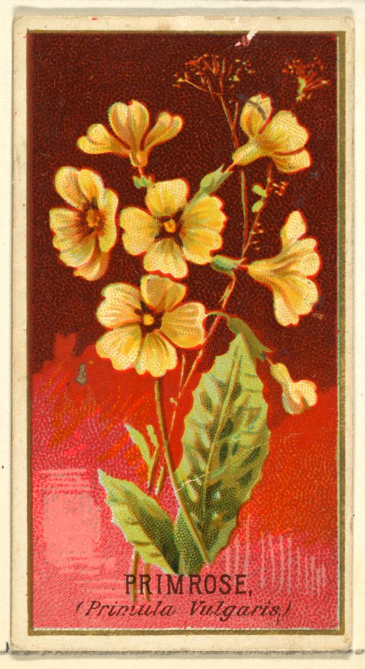 Primrose (Primula Vulgaris), from the Flowers series for Old Judge Cigarettes MET DP822026