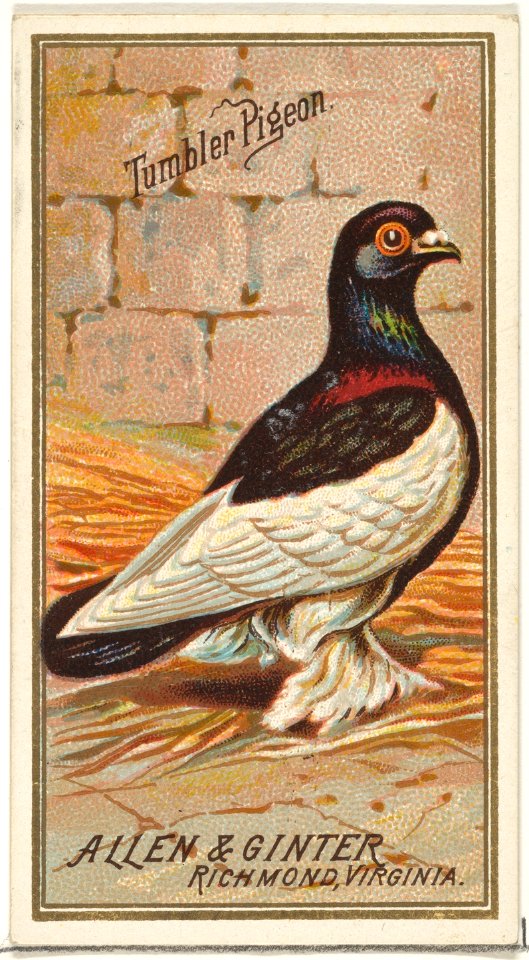 Tumbler Pigeon, from the Birds of America series (N4) for Allen & Ginter Cigarettes Brands MET DP828739