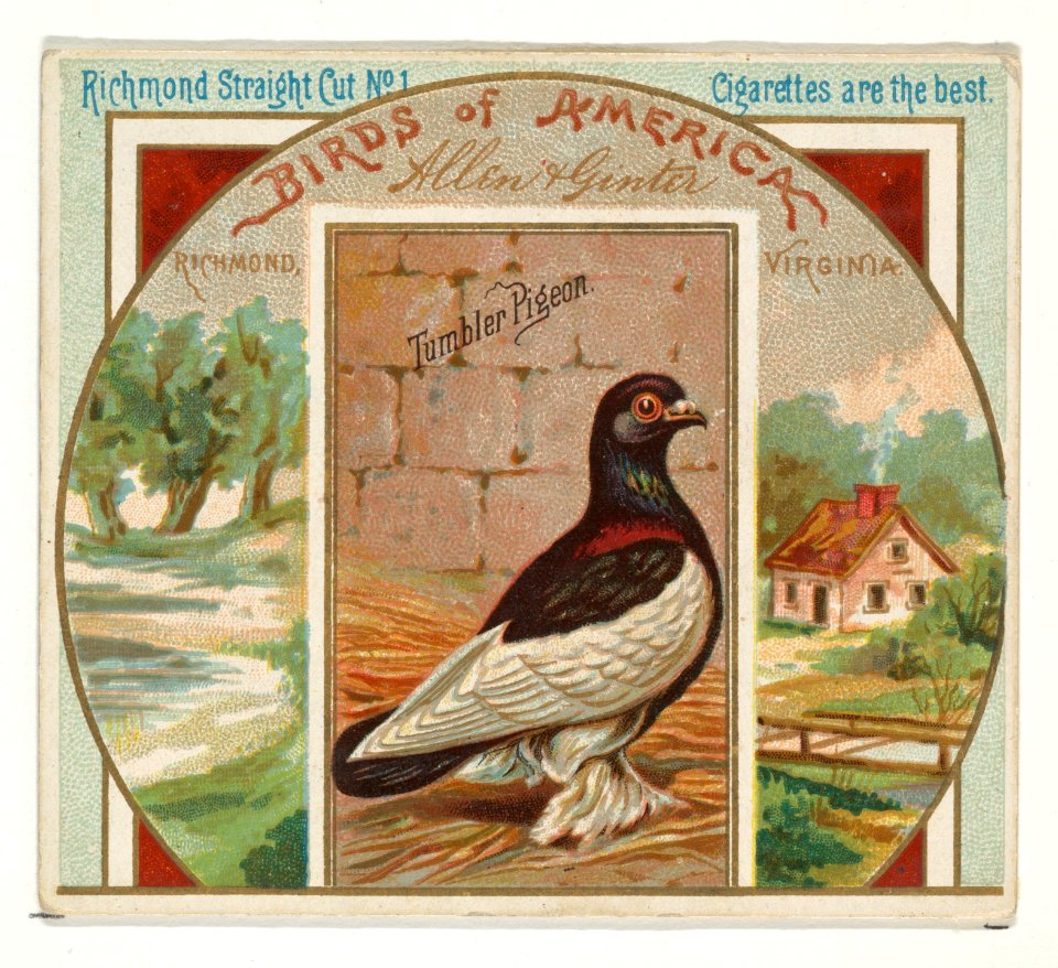 Tumbler Pigeon, from the Birds of America series (N37) for Allen & Ginter Cigarettes MET DP839003