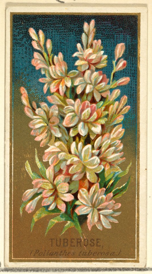 Tuberose (Pollanthes tuberosa), from the Flowers series for Old Judge Cigarettes MET DP822033