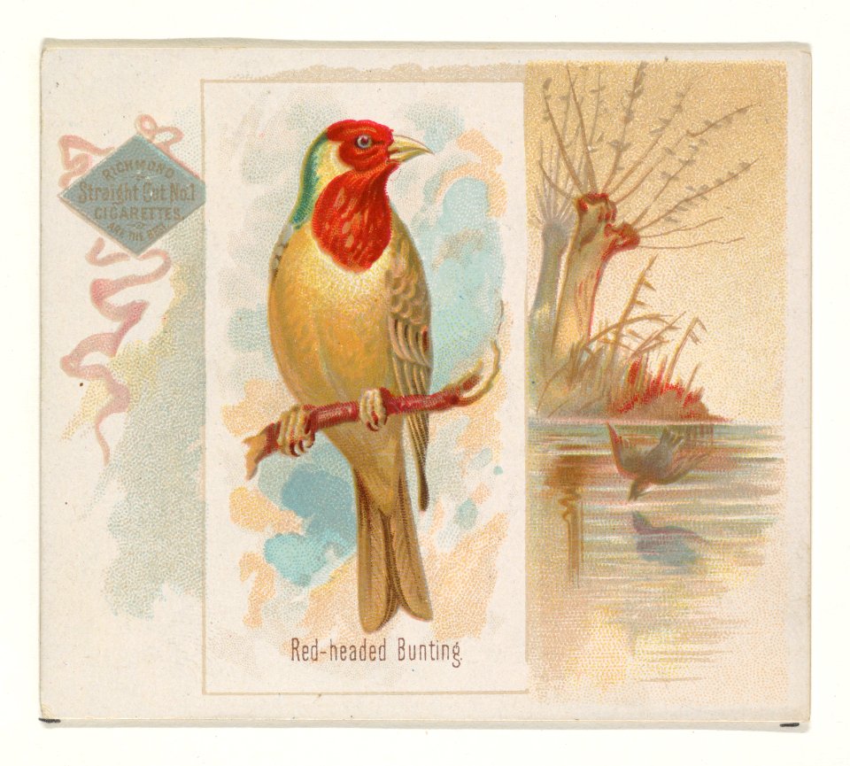 Red-headed Bunting, from the Song Birds of the World series (N42) for Allen & Ginter Cigarettes MET DP839277