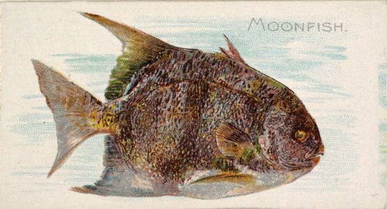Moonfish, from the Fish from American Waters series (N8) for Allen & Ginter Cigarettes Brands MET DP830398