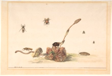 Various Insects by a Fungus MET DP800701