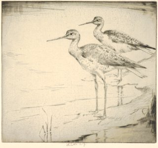 Two Yellow-legs (Wading in) MET DP832897
