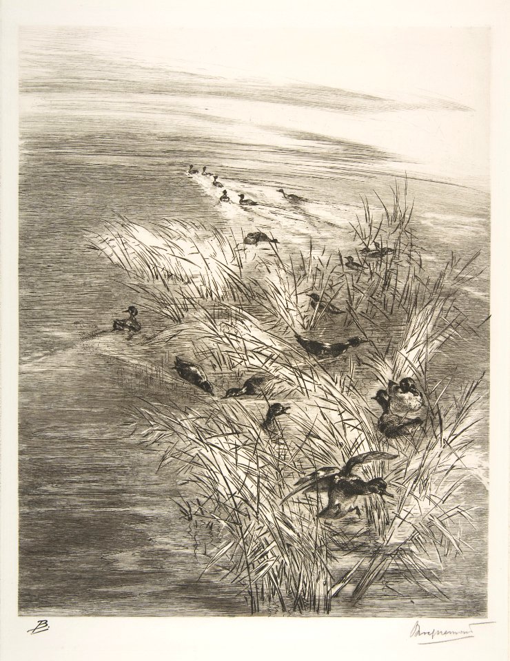 Teal Among the Reeds MET DP814175