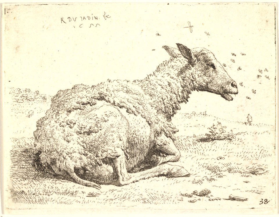 Partially shorn sheep lying in the grass with insects hovering around its head MET DP828332