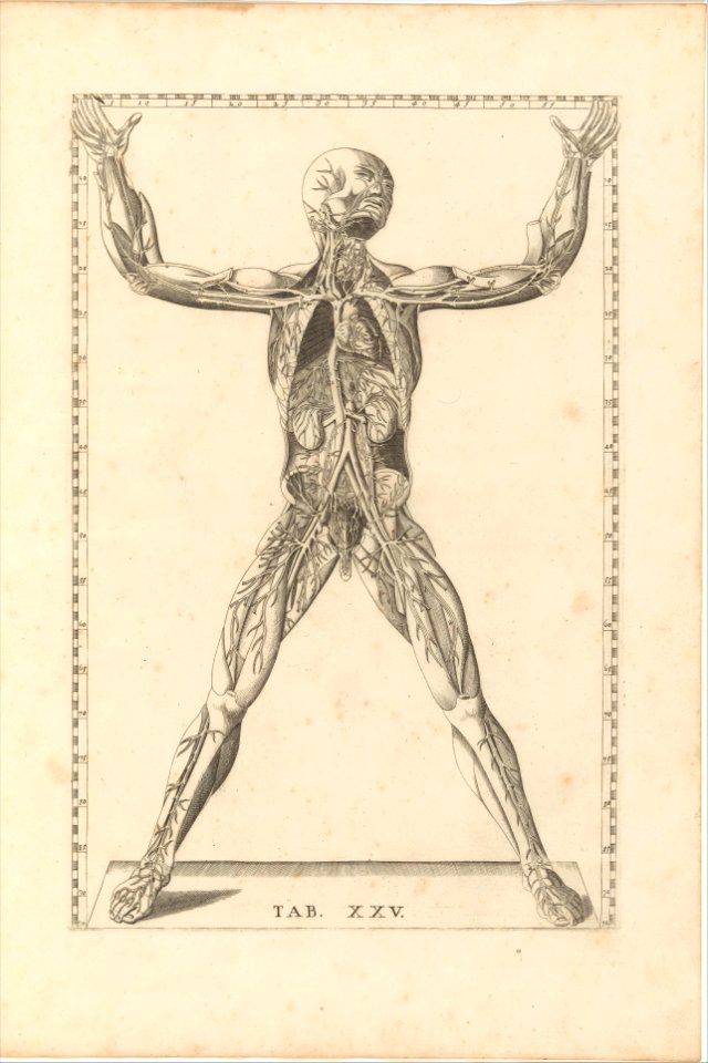Tabulae Anatomicae MET DP257239