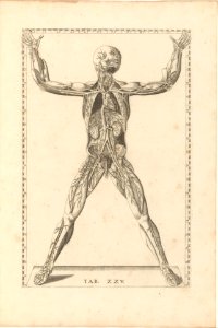 Tabulae Anatomicae MET DP257239