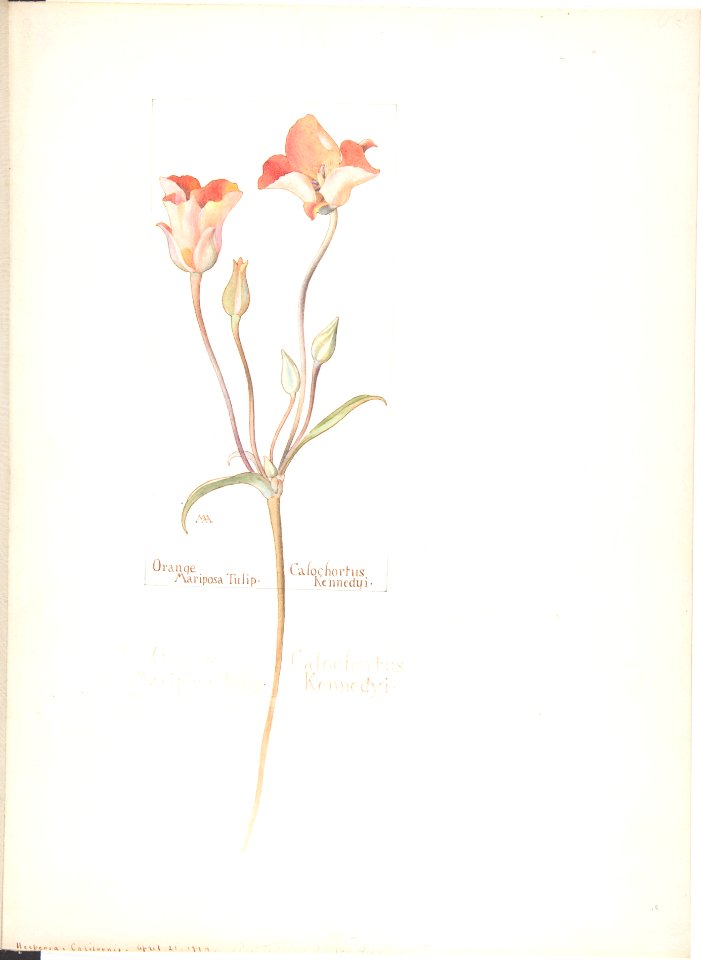 Orange Mariposa Tulip, Calochortus Kennedyi MET DP808330