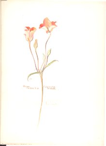 Orange Mariposa Tulip, Calochortus Kennedyi MET DP808330