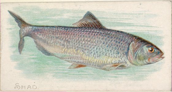 Shad, from the Fish from American Waters series (N8) for Allen & Ginter Cigarettes Brands MET DP830721