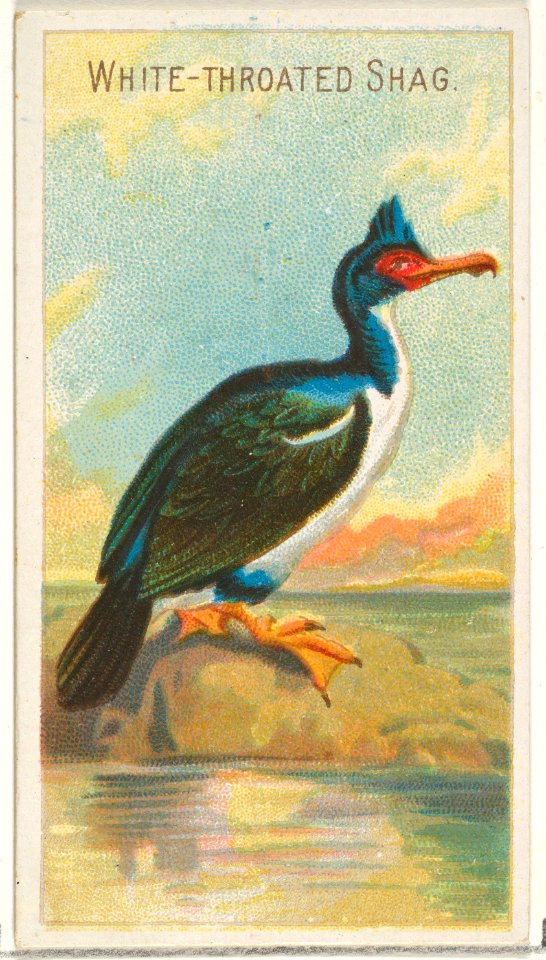 White-Throated Shag, from the Birds of the Tropics series (N5) for Allen & Ginter Cigarettes Brands MET DP829134