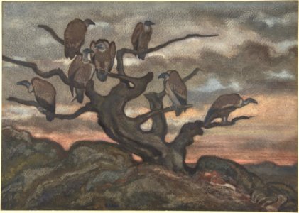 Vultures on a Tree MET DP805158
