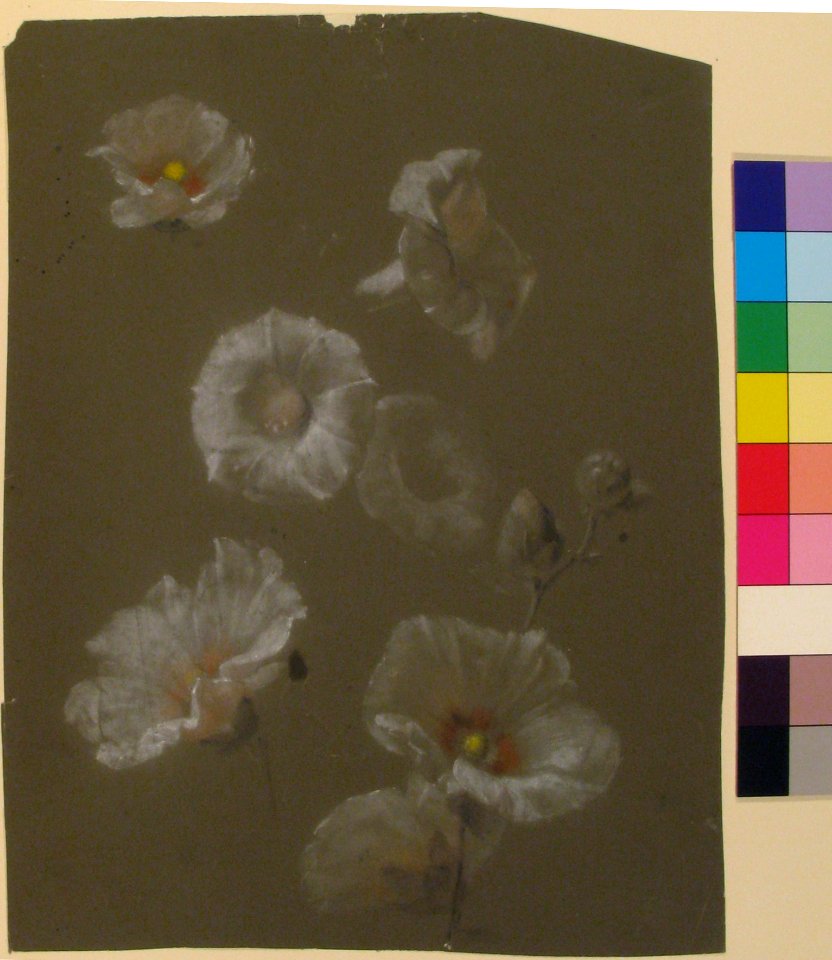 White Hollyhocks MET 28.40.4
