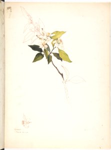 White Flowers on a Vine MET DP808554
