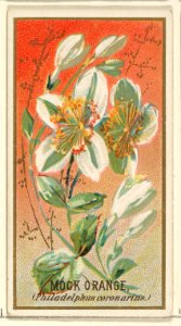 Mock orange (Philadelphus coronarius), from the Flowers series for Old Judge Cigarettes MET DP822015