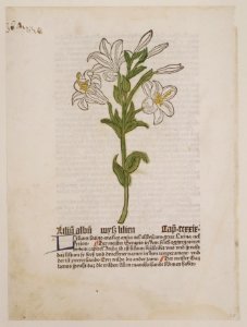 White Lily, illustration from Gart der Gesundheit (Sch.4332) MET DR108