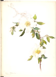 White Clematis MET DP808547
