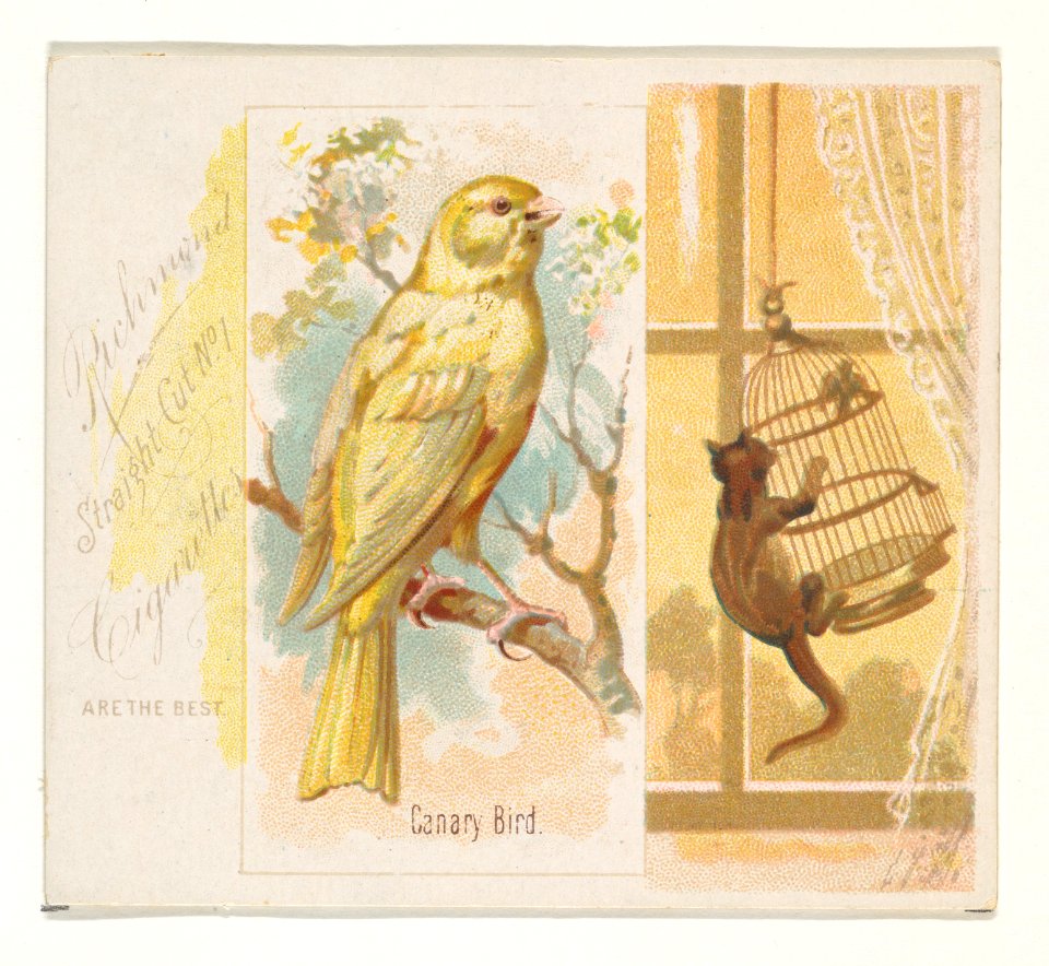 Canary Bird, from the Song Birds of the World series (N42) for Allen & Ginter Cigarettes MET DP839252